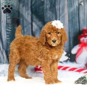 Stella, Standard Poodle Puppy